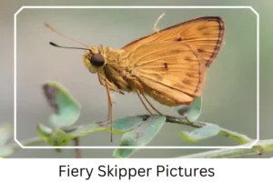Fiery Skipper Pictures