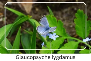 Glaucopsyche lygdamus