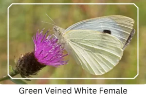 Green Veined White Female