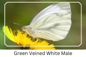 Green Veined White Male