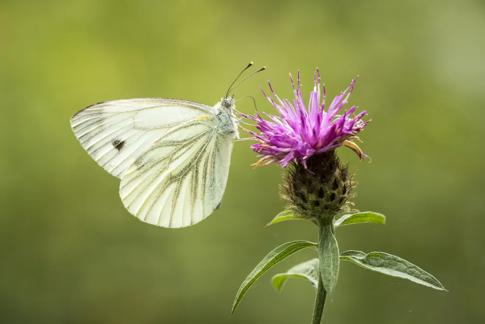 Green-veined White