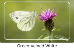 Green-veined White