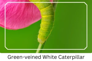 Green-veined White Caterpillar