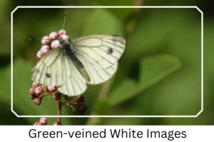 Green-veined White Images