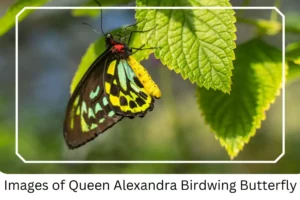 Images of Queen Alexandra Birdwing Butterfly