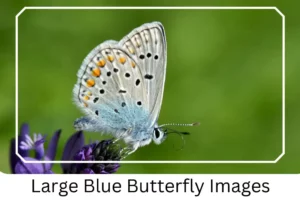 Large Blue Butterfly Images
