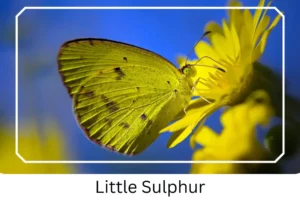 Little Sulphur