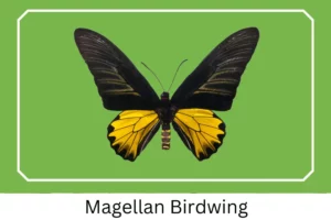 Magellan Birdwing