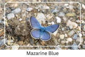 Mazarine Blue