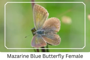 Mazarine Blue Butterfly Female