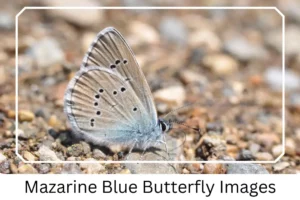 Mazarine Blue Butterfly Images