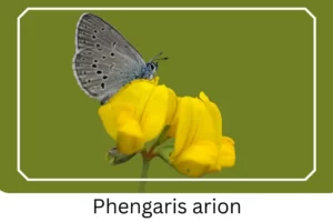 Phengaris arion