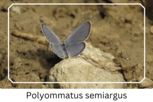 Polyommatus semiargus