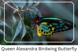 Queen Alexandra Birdwing Butterfly