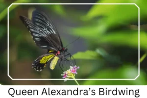 Queen Alexandra’s Birdwing