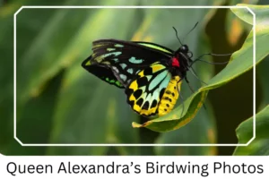 Queen Alexandra’s Birdwing Photos