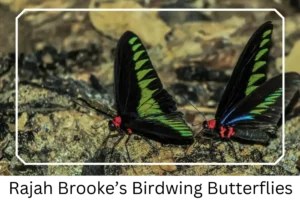 Rajah Brooke’s Birdwing Butterflies