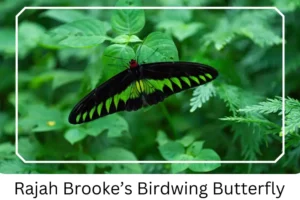 Rajah Brooke’s Birdwing Butterfly