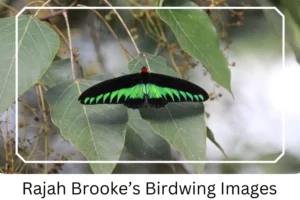Rajah Brooke's Birdwing Images