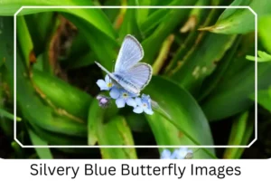 Silvery Blue Butterfly Images