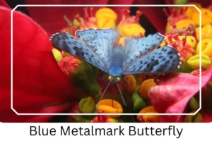 Blue Metalmark Butterfly