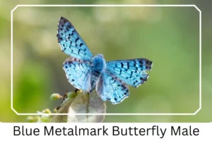 Blue Metalmark Butterfly Male