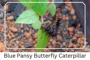 Blue Pansy Butterfly Caterpillar