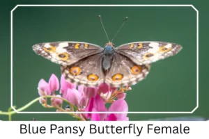 Blue Pansy Butterfly Female