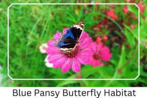 Blue Pansy Butterfly Habitat
