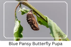 Blue Pansy Butterfly Pupa