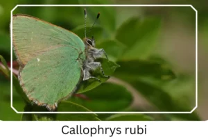 Callophrys rubi