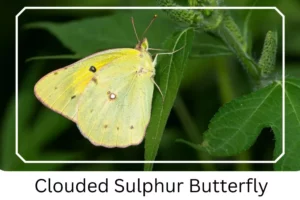 Clouded Sulphur Butterfly