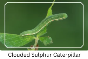 Clouded Sulphur Caterpillar