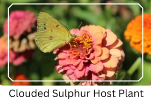 Clouded Sulphur Host Plant