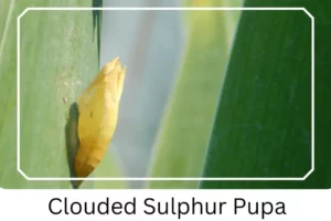 Clouded Sulphur Pupa