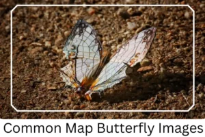Common Map Butterfly Images