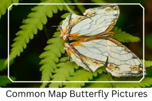 Common Map Butterfly Pictures