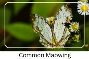 Common Mapwing