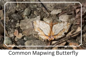 Common Mapwing Butterfly