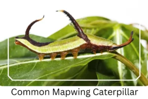 Common Mapwing Caterpillar