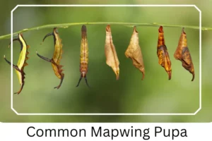 Common Mapwing Pupa