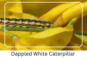 Dappled White caterpillar