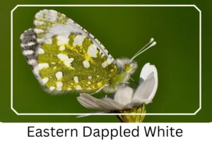 Eastern Dappled White