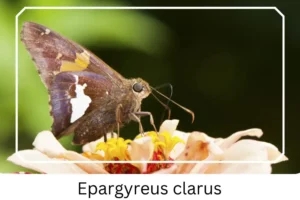 Epargyreus clarus