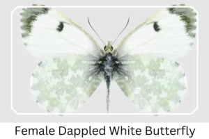 Female Dappled White Butterfly