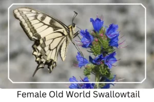 Female Old World Swallowtail