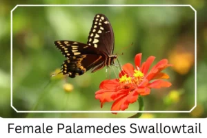 Female Palamedes Swallowtail