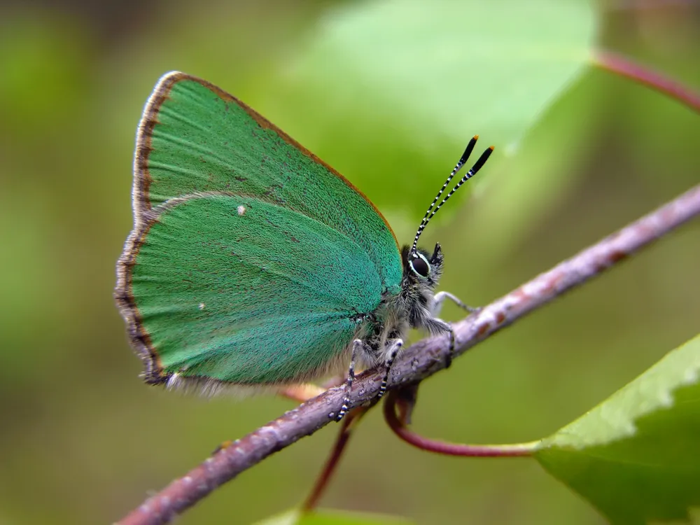 Green Hairstreak
