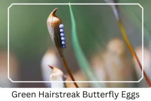 Green Hairstreak Butterfly Eggs
