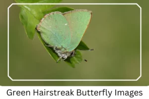 Green Hairstreak Butterfly Images